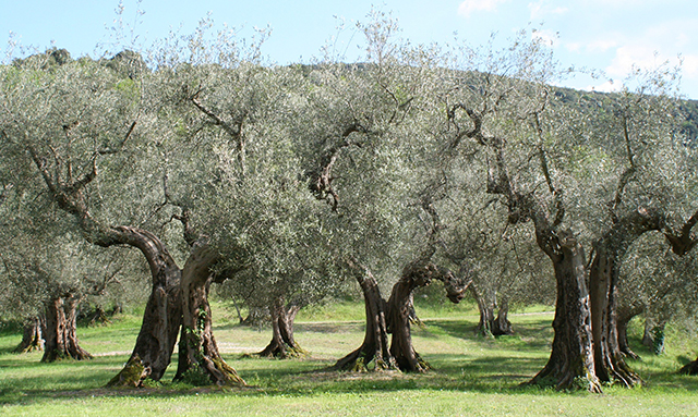 Olivenbäume_Umbrien